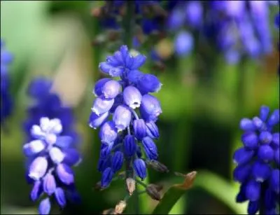 Ces hampes aux joliesclochettes bleues peuvent couvrir des parterres entiers. Ce sont ?