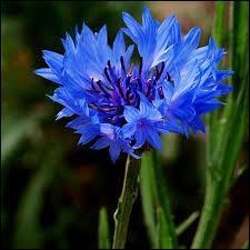 Quiz Nature