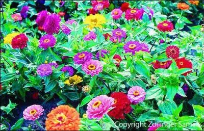 Notre ami aime jardiner, quelles fleurs a-t-il plantes ?