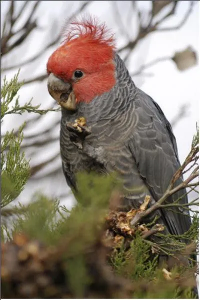 Passionn d'oiseaux, notre ami reconnatra srement celui-l :