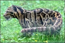 Quel est ce mystrieux animal ?