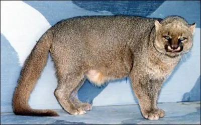 Quelle est cette bte ?