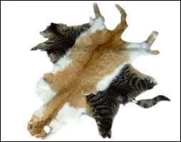 Rput pour la vente de sa prestigieuse fourrure (ne pas se fier  la photo, la rponse n'est pas dedans), il s'agit d'un(e) :