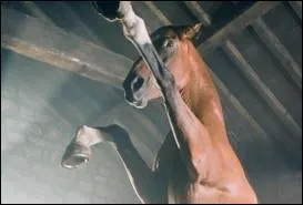 Comment s'appelle ce cheval de guerre ?