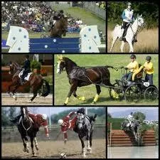 Quelle est la discipline qui existe aux JO ?