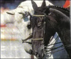 Qui est le cheval sur la photo ?