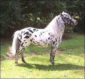 Et de ce cheval, trs diffrent des 2 prcdents ?