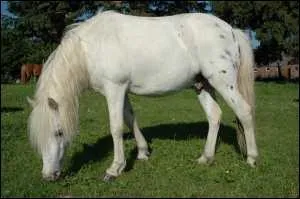Puis, ce poney gris est un :