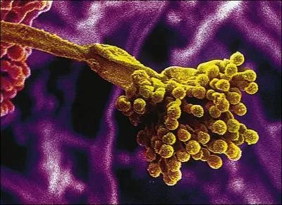 En quelle anne le britannique Alexander Fleming dcouvrit-il la pnicilline ?