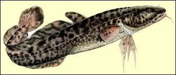 Le mot commence par : Rou ...