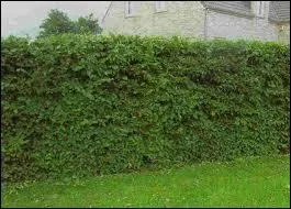 Le mot commence par : Rou ...