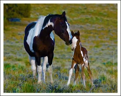 Quelle est la robe de la jument ?