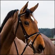 Laquelle de ces pices de harnachement ne fait pas partie du filet ?