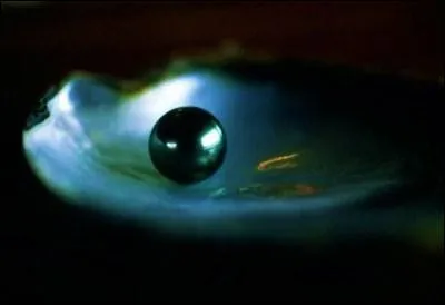 Comment s'y prend-elle pour gagner son pari ?