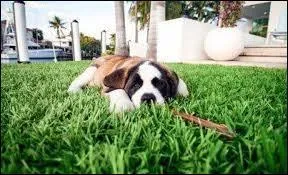 Comment s'appelle le chien des Anges ?