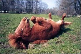 Quelle est la temprature moyenne d'un cheval ?