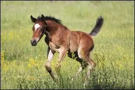 Quel est le temps de gestation d'une jument ?