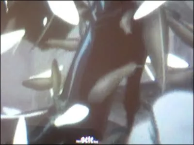 Quand Sbastian est sous sa vraie forme,  quoi ressemble t-il ?