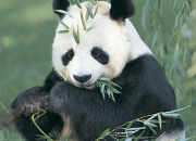 Quiz Le panda gant