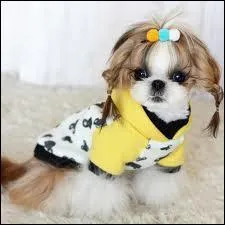 Quel est cet animal ?