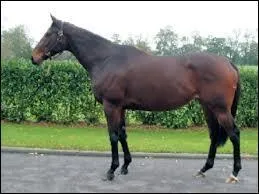 Quel est cet animal ?