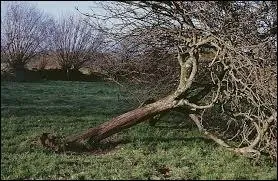 A quel personnage cet arbre vous fait-il penser ?