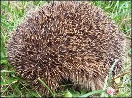 Pourquoi le hrisson se met-il en boule ?