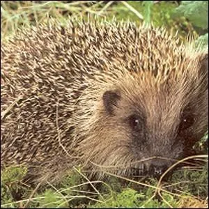 Combien possde-t-il de piquants ?