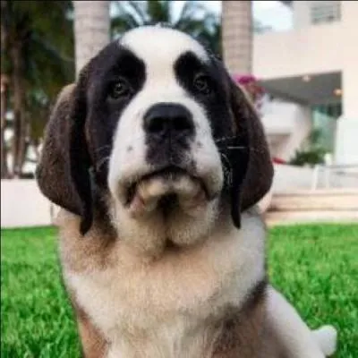 Comment s'appelle la mascotte ?