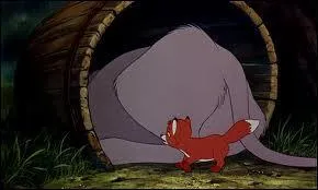 Dans quoi dorment Chef et Rouky ?