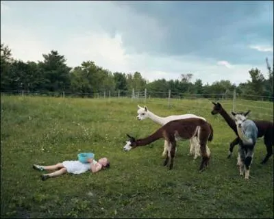 Que je sois lama, vigogne, alpaca (alpaga) ou guanaco, si vous voulez me voir  l'tat sauvage ou mi-sauvage, c'est l qu'il faut venir !