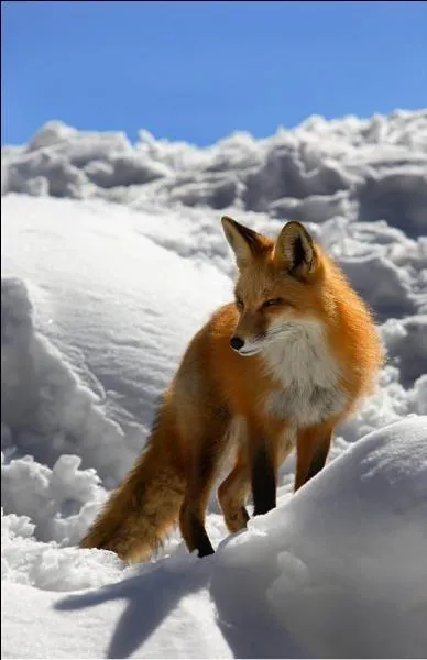 Je suis le renard roux et vous ne me trouvez ...