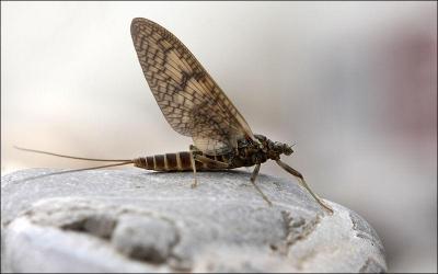 Quel est cet insecte ayant l' esprance de vie la plus courte tant donn qu' il ne possde de tube digestif ?