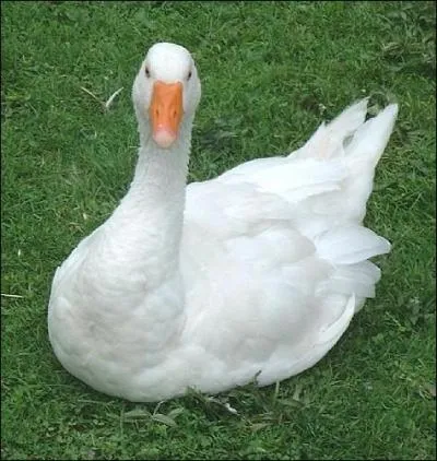 Qu'est-ce qu'une oie blanche ?