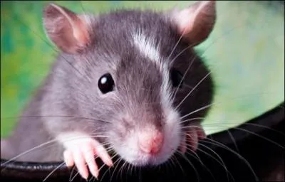 Qu'est-ce qu'un rat d'htel ?