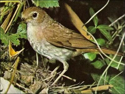 Qu'est-ce qu'un rossignol ?