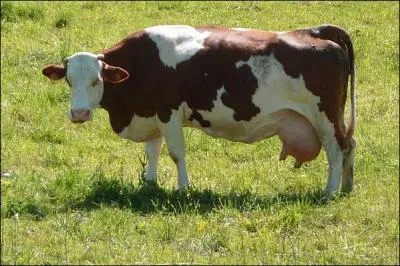 Qu'est-ce qu'une vache  lait ?