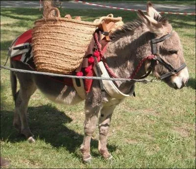 Qu'est-ce qu'un ne bt ?