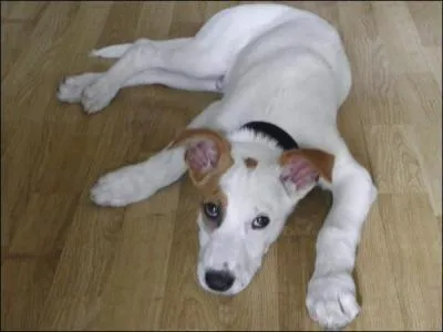 Que sont des chiens crass dans le langage journalistique ?