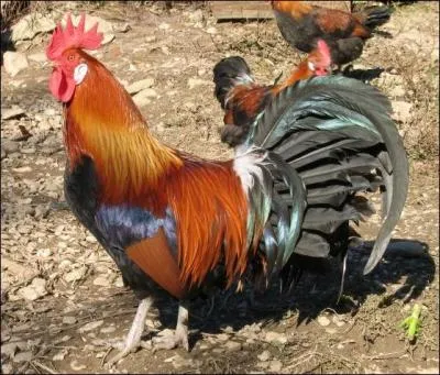 Qu'est-ce qu'un coq de village ?