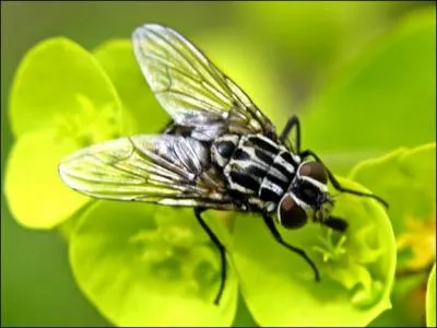 Qu'est-ce qu'une fine mouche ?