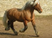 Quiz Les races de chevaux de trait franais (1)