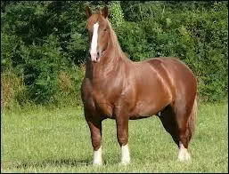 Quel est le second trait le plus rpandu ?