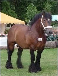 Quel est le trait franais n4 ?