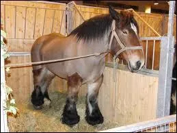 Quel cheval de trait tire en partie ses origines de l'Auxois et est l'une des races de trait les plus rares de France ?