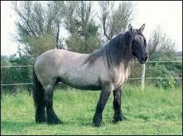 Quelle race de traits franais est la plus rare de toutes ?