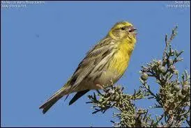 Quel est cet oiseau ?