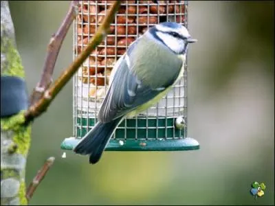 Quel est cet oiseau ?