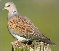 Quel est cet oiseau ?