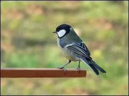 Quel est cet oiseau ?